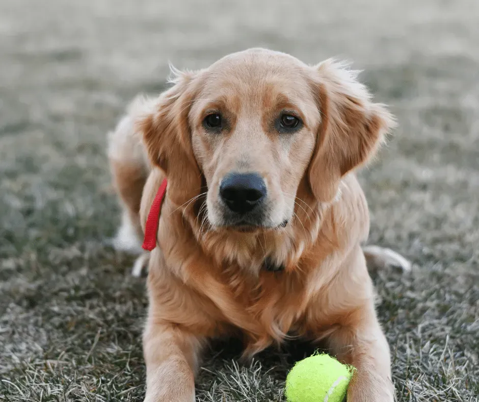 The 3 Best Golden Retriever Supplements (#1 will WOW you!)