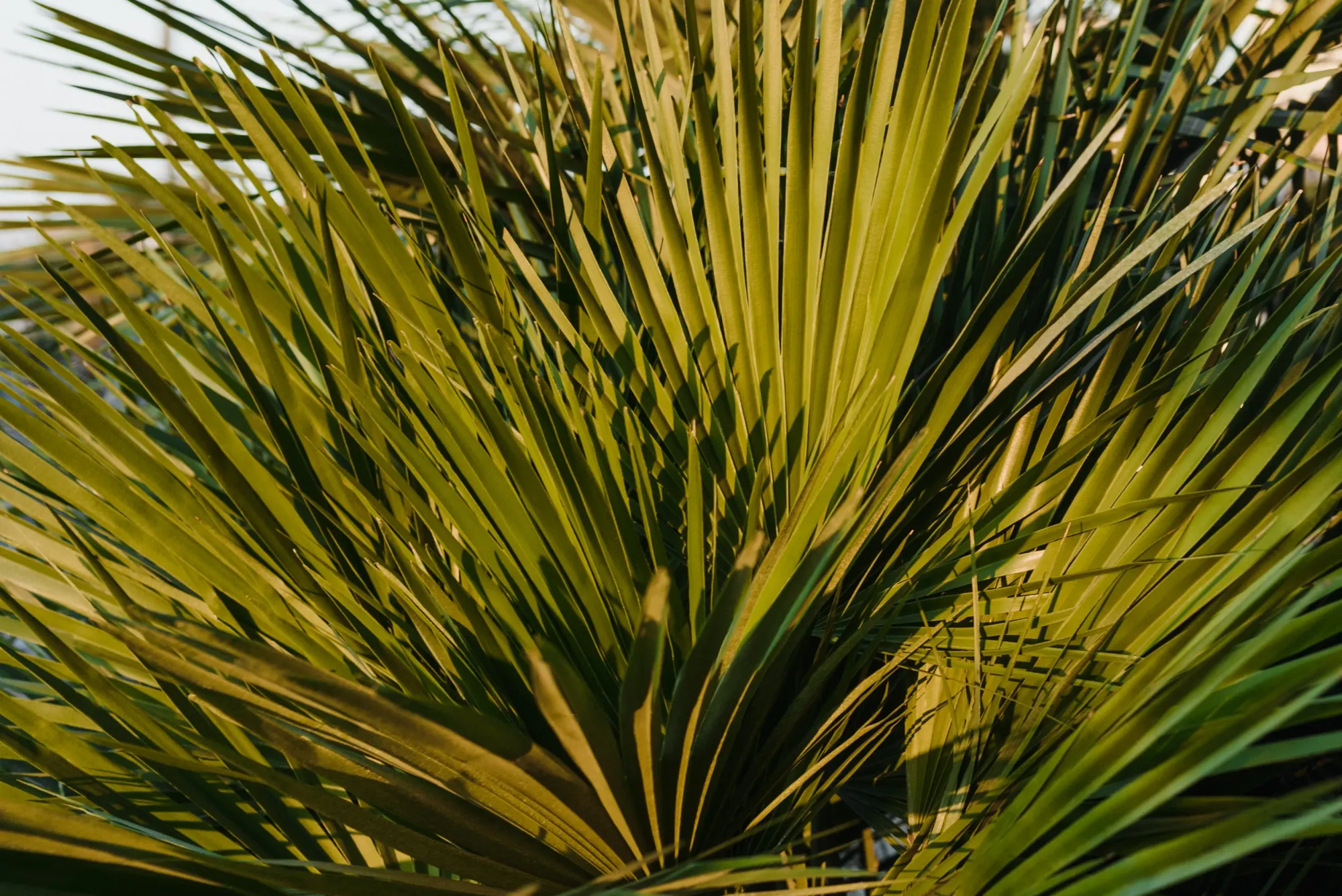 The Saw Palmetto Dilemma Side Effects vs Benefits